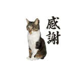 毛玉まみれ Part②（個別スタンプ：14）