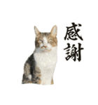 毛玉まみれ Part②（個別スタンプ：15）