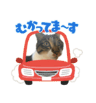 毛玉まみれ Part②（個別スタンプ：30）