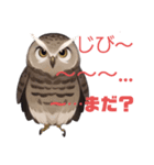 ふくろうの福太郎Fukutaro the owl（個別スタンプ：1）