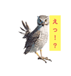 ふくろうの福太郎Fukutaro the owl（個別スタンプ：8）