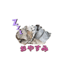 ふっちんMEMORIAL（個別スタンプ：2）