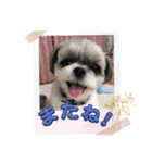 ふっちんMEMORIAL（個別スタンプ：40）