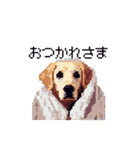 日常会話 ドット絵 ゴールデン 40種（個別スタンプ：16）