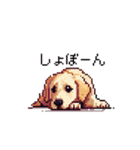 日常会話 ドット絵 ゴールデン 40種（個別スタンプ：37）