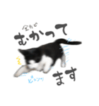 ハチワレと黒猫 01（個別スタンプ：11）