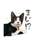 ハチワレと黒猫 01（個別スタンプ：27）