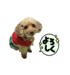 狂犬 ぷりんちゃん（個別スタンプ：3）