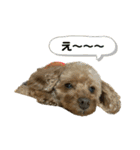 狂犬 ぷりんちゃん（個別スタンプ：7）