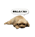 狂犬 ぷりんちゃん（個別スタンプ：8）