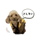 狂犬 ぷりんちゃん（個別スタンプ：29）
