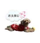狂犬 ぷりんちゃん（個別スタンプ：33）