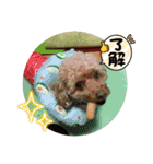 狂犬 ぷりんちゃん（個別スタンプ：35）