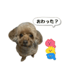 狂犬 ぷりんちゃん（個別スタンプ：39）