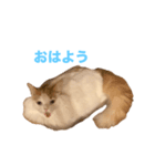 らすくまる（個別スタンプ：1）