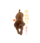 1日あいさつ わんこ2（個別スタンプ：3）