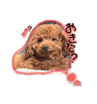 1日あいさつ わんこ2（個別スタンプ：17）