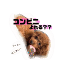 1日あいさつ わんこ2（個別スタンプ：21）