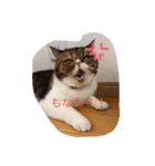 ひなもな毎日スタンプ（個別スタンプ：7）