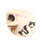 ひなもな毎日スタンプ（個別スタンプ：10）