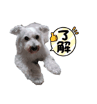 ラブ＆こた＆ちく（個別スタンプ：7）