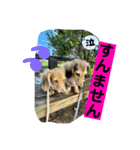 りん☆everyday6（個別スタンプ：18）