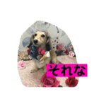 りん☆everyday6（個別スタンプ：23）