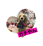 りん☆everyday6（個別スタンプ：24）