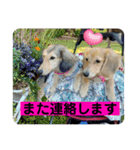 りん☆everyday6（個別スタンプ：26）