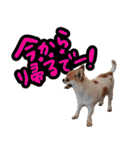 NIKE♡PUMA 7（個別スタンプ：9）