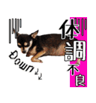 NIKE♡PUMA 7（個別スタンプ：18）