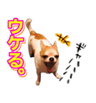 NIKE♡PUMA 7（個別スタンプ：38）
