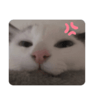 ラブ＆こたろう＆ちくわ（個別スタンプ：2）