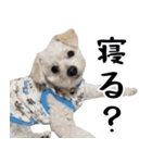 漢犬ケン2（個別スタンプ：1）