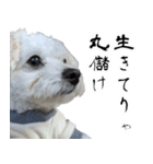 漢犬ケン2（個別スタンプ：6）