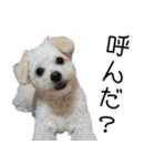 漢犬ケン2（個別スタンプ：7）