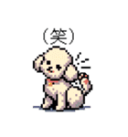 ⚫トイプードル ［ドット絵］（個別スタンプ：5）