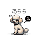 ⚫トイプードル ［ドット絵］（個別スタンプ：6）