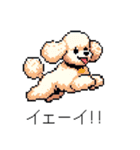 ⚫トイプードル ［ドット絵］（個別スタンプ：13）