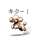 ⚫トイプードル ［ドット絵］（個別スタンプ：24）