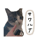 ネコズスタンプ3（個別スタンプ：6）