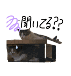 ネコズスタンプ3（個別スタンプ：7）