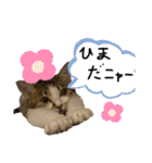 ネコズスタンプ3（個別スタンプ：8）