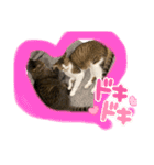 ネコズスタンプ3（個別スタンプ：9）
