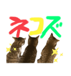 ネコズスタンプ3（個別スタンプ：10）
