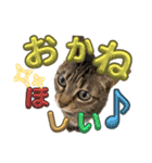 ネコズスタンプ3（個別スタンプ：11）