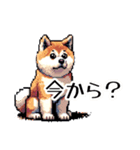 ⚫秋田犬 ［ドット絵］（個別スタンプ：19）