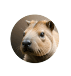 カピバラ capybara（個別スタンプ：4）