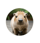 カピバラ capybara（個別スタンプ：10）