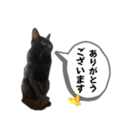 黒猫時々茶白の日常スタンプ2（個別スタンプ：2）